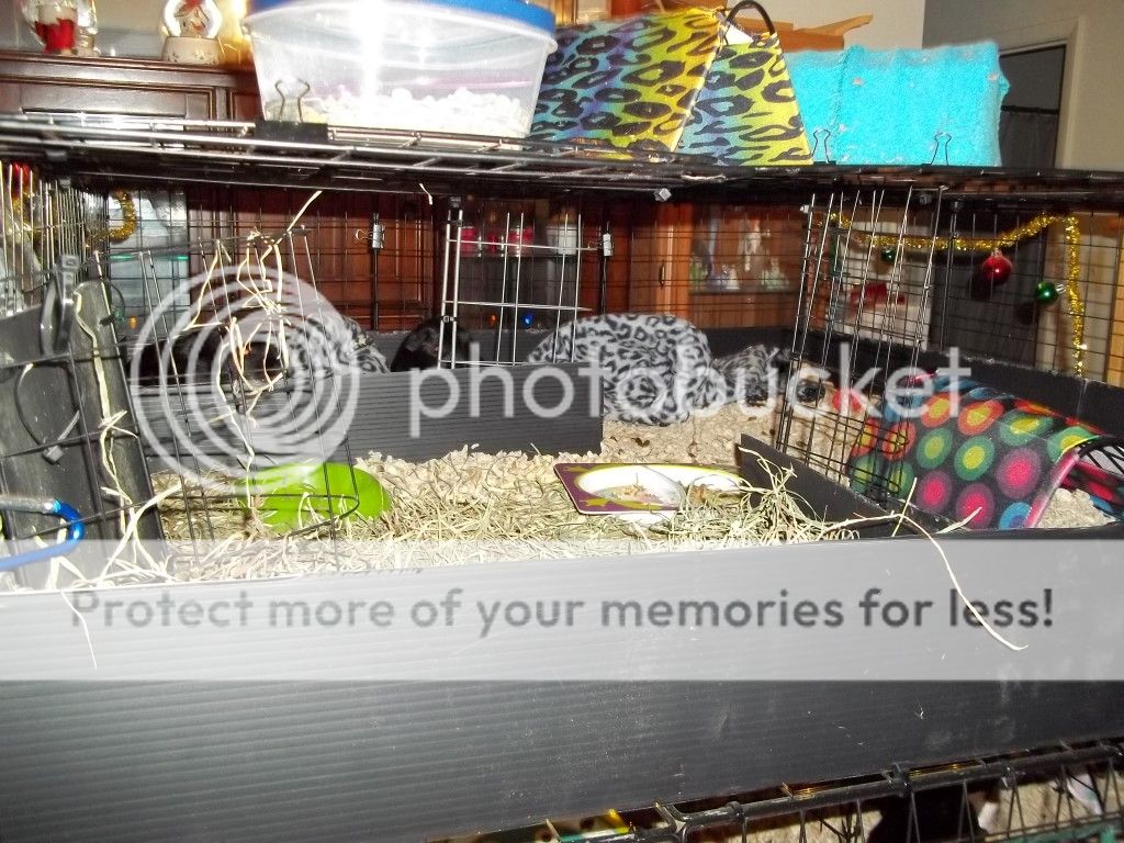 Cage Stacked C & C cage with lids